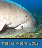 Reisebericht Marsa Alam / Ägypten 2004
