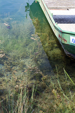 Deutschland 2007 -  Kuhunter- und Gänsedrecksee im Seengebiet Binsfeld bei Speyer - Glasklares und leicht türkisfarbenes Wasser lädt zum abtauchen ein.