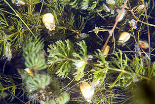 Deutschland 2007 -  Kuhunter- und Gänsedrecksee im Seengebiet Binsfeld bei Speyer - Leider keine Muscheln, sondern nur Baumsamen die verstreut im Ähriges Tausendblatt -- Myriophyllum spicatum L - liegen.