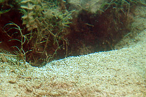 Deutschland 2005 - Sankt Leoner See - Kleine Gasblasen treten aus dem Sand aus.