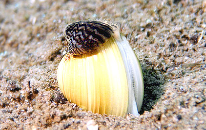 Deutschland 2005 - Sankt Leoner See - Teichmuschel - Anodonta cygnea