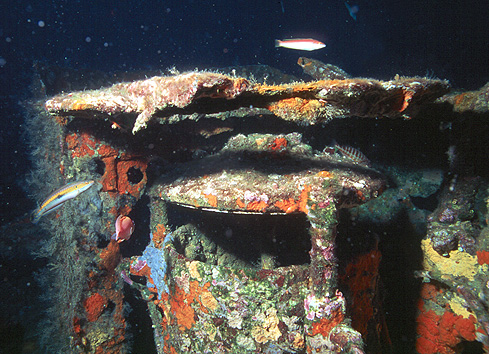 Röhre in dem ein stattlicher Conger-Aal wohnt - In der Nähe von St. Tropez versenktes U-Boot - Rubis