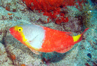 Gran Canaria - Tauchplatz Arguineguin - Papageienfisch - Parrotfish - Sparisoma cretense