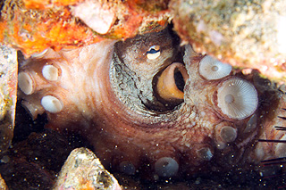Gran Canaria - Tauchplatz Arguineguin - Gemeiner Krake - Common Octopus - Octopus vulgaris