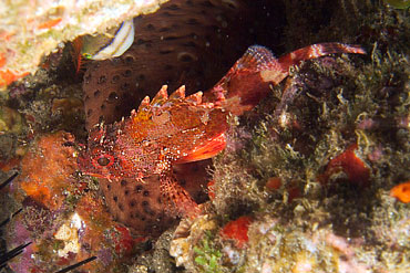 Gran Canaria - Tauchplatz Roncaderas - Kleiner Drachenkopf  - Scorpion Fish - Scorpaena