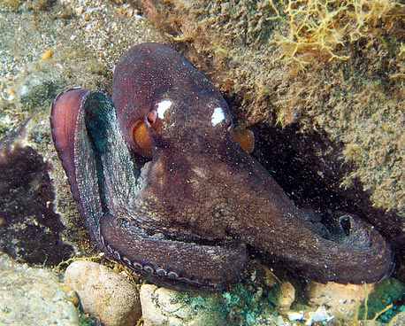 Gran Canaria - Tauchplatz Two Caves - Gemeiner Krake - Common Octopus - Octopus vulgaris