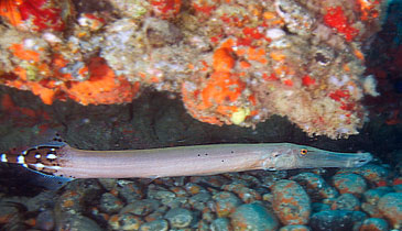 Gran Canaria - Tauchplatz Pasito Planco - Trompetenfisch - Trumpetfish - Aulostomus strigosus