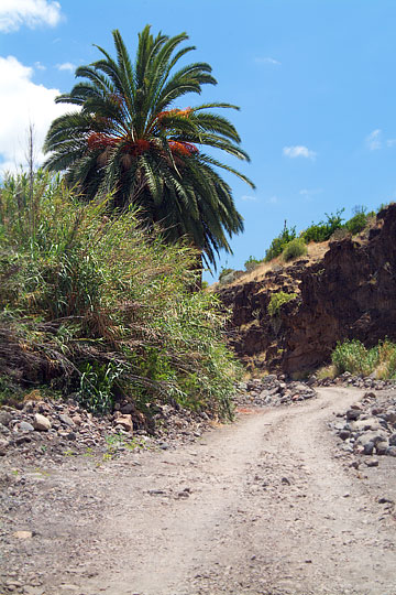 Gran Canaria - Veneguéra Schlucht - Der Weg führte die meiste Zeit durch ein ausgetrocknetes Flußbett.