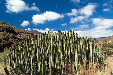 Gran Canaria - Veneguéra Schlucht - Die für uns fremde Vegetation begeisterte uns immer wieder.