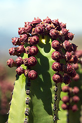 Gran Canaria - Veneguéra Schlucht -  Spartanische Kakteenblüten