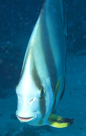 Ägypten 2003 - Lahami Bay - Abu Galawa - Rundkopf-Fledermausfisch - Circular batfish - Platax obicularis
