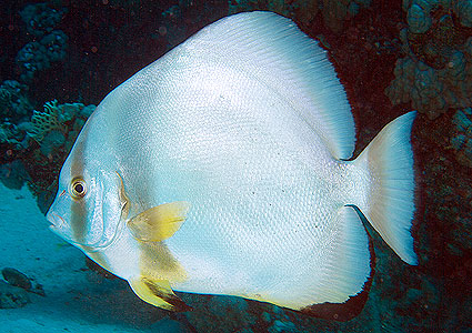 Ägypten 2003 - Lahami Bay - Abu Galawa - Rundkopf-Fledermausfisch - Circular batfish - Platax obicularis