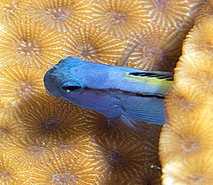 Ägypten 2003 - Lahami Bay - Abu Galawa - Schleimfisch - Rotmeer Mimikry Wippschwimmer - Red Sea mimic blenny - Ecsenius gravieri