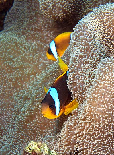 Ägypten 2003 - Lahami Bay - Abu Karim Soraya - Rotmeer Anemonenfisch - Red Sea Clownfisch - Amphiprion bicinctus
