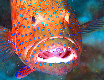 Ägypten 2003 - Lahami Bay - Beni Sharari Riff - Rotmeer Forellenbarsch mit Partnergarnele - Zackenbarsch - Red sea coral grouper - Epinephelinae + Periclimenes longicarpus