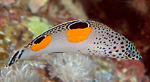 Ägypten 2003 - Lahami Bay - Beni Sharari Riff - juveniler Junkerlippfisch - Clown Lippfisch - Corinae