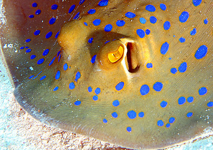 Ägypten 2003 - Lahami Bay - Beni Sharari Riff - Blaupunktrochen - Blaupunkt-Stechrochen- Bluespotted Stingray - Dasyatididae