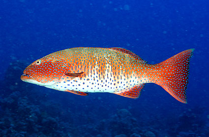 Ägypten 2003 - Lahami Bay - Beni Sharari Riff - Rotmeer Forellenbarsch - Zackenbarsch - Red sea coral grouper - Epinephelinae