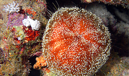 Ägypten 2003 - Lahami Bay - Hausriff Boje 2 - Leder Seeigel - Toxic leather sea urchin - Asthenosoma marisrubri