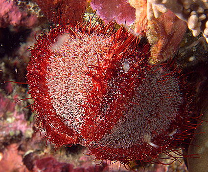Ägypten 2003 - Lahami Bay - Hausriff Boje 2 - Leder Seeigel - Toxic leather sea urchin - Asthenosoma marisrubri