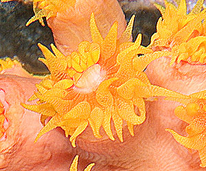 Ägypten 2003 - Lahami Bay - Hausriff Boje 2 - Kelchkorallen - sun coral - Tubastrea faulkneri oder Tubastrea coccinea
