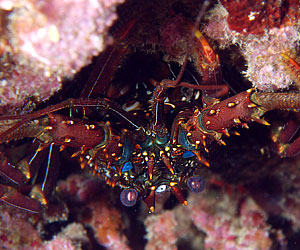 Ägypten 2003 - Lahami Bay - Hausriff Boje 2 - Gemeine Rotmeer Languste - Common Red Sea spiny lobster - Panulirus penicillatus