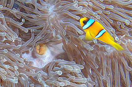 Ägypten 2003 - Lahami Bay - Hausriff Boje 2 - Rotmeer Anemonenfisch - Clownfisch - red sea anemonefish - Amphiprion bicinctus und Anemone Heteractis magnifica