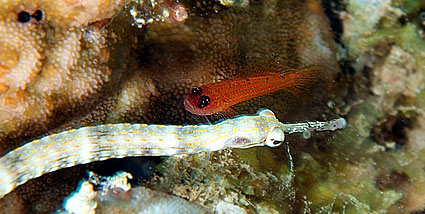 Ägypten 2003 - Lahami Bay - Hausriff Boje 2 - Seenadel - Pipefish - Corythoichthys
