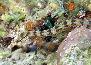 Ägypten 2003 - Lahami Bay - Hausriff Boje 2 - Netz Seenadel - Network Pipefish - Corythoichthys flavofasciatus