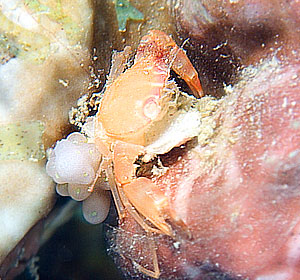 Ägypten 2003 - Lahami Bay - Hausriff Boje 2 - Braune Korallenkrabbe - Brownish coral crab - Tetralia cavimana