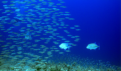 Ägypten 2003 - Lahamia Bay - Lahami Süd - Jagende Blauflossen-Stachelmakrele - Bluefin trevally - Caranx melampygus
