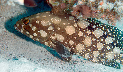 Ägypten 2003 - Lahamia Bay - Lahami Süd - Summana Zackenbarsch - Summana grouper - Epinephelus summana