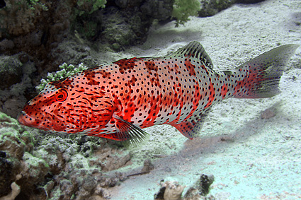 Ägypten 2003 - Lahamia Bay - Lahami Süd - Rotmeer Forellenbarsch - Zackenbarsch - Red sea coral grouper - Plectropomus pessuliferus marisrubri - Epinephelinae Familie