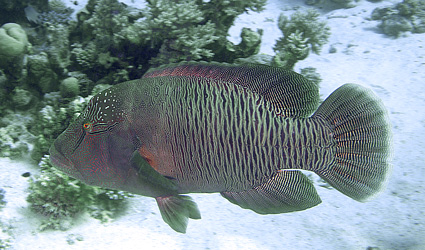 Ägypten 2003 - Lahamia Bay - Lahami Süd - Prachtlippenfisch Napoleon - Napoleonfish - Cheilinus undulatus