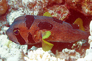 Ägypten 2003 - Lahamia Bay - Lahami Süd - Masken Igelfisch - Black blotched porcupinefish - Diodon Liturosus
