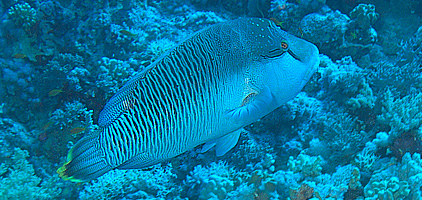 Ägypten 2003 - Lahami Bay - Makshure Süd - Prachtlippenfisch Napoleon - Napoleonfish - Cheilinus undulatus