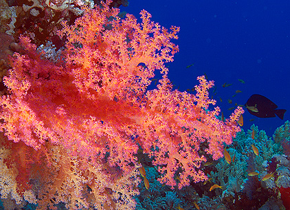 Ägypten 2003 - Lahami Bay - Makshure Süd - Stachelige Prachtkoralle - Soft Coral  - Dendronephthya sp.