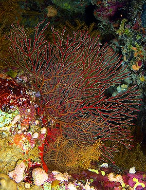 Ägypten 2003 - Lahami Bay - Makshure Süd - Knoten Seefächer - Splendid knotted fan coral - Acabaria splendes