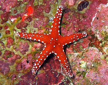 Ägypten 2003 - Lahami Bay - Makshure Nord - Perlenseestern - Pearl sea star - Fromia monilis
