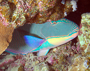 Ägypten 2003 - Lahami Bay - Makshure Nord - Schlafender Masken Papageifisch - Bicolour parrotfish - Cetoscarus bicolor
