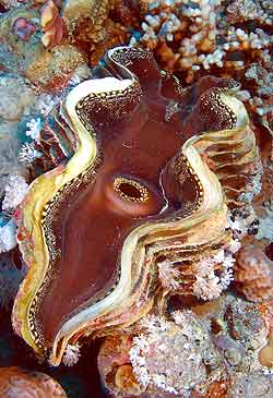 Ägypten 2003 - Lahami Bay - Shab Said North - Schuppige Riesenmuschel - Squamose giant clam - Tridacna squamosa
