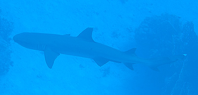 Ägypten 2003 - Lahami Bay - Shab Said North - Weißspitzen Riffhai - White tip reef shark - Triaenodon obesus