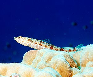 Ägypten 2003 - Lahami Bay - Shab Claudio - Riff Eidechsenfisch - variegated Lizardfish - Synodus variegatus