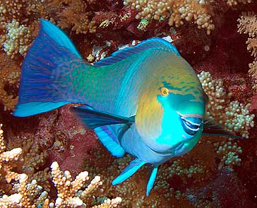 Ägypten 2003 - Lahami Bay - Shab Claudio - Rostkopf Papageifisch - Rusty parrotfish - Scarus ferrugineus