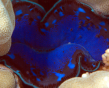 Ägypten 2003 - Lahami Bay - Shab Claudio - Schuppige Riesenmuschel - Squamose giant clam - Tridacna squamosa