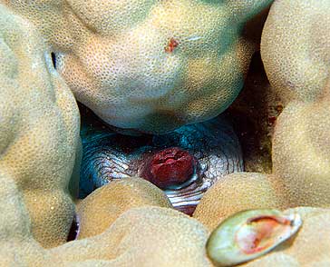 Ägypten 2003 - Lahami Bay - Shab Claudio - Roter Krake - Big red octopus - Octopus cyaneus