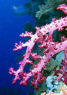 Marsa Alam 2004 - Elphinstone Riff  - Stachelige Prachtkoralle - Dendronephythya