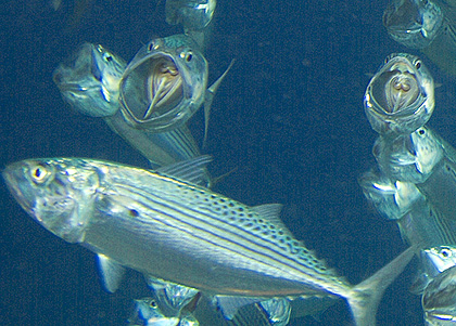 Marsa Alam 2004 - Abu Dabbab - Großmaul Makrelen - rastrellinger kanagurta - Indian mackerel