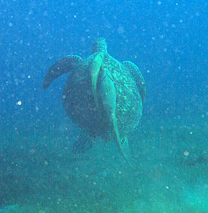 Marsa Alam 2004 - Abu Dabbab - Kapitale Wasserschildkröte mit Schiffshalter [Echeneidae - striped remora] auf dem Panzer