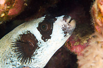 Marsa Alam 2004 - Marsa Shagra - Masken Kugelfisch - Arothron diadematus - Maked Puffer Fish
